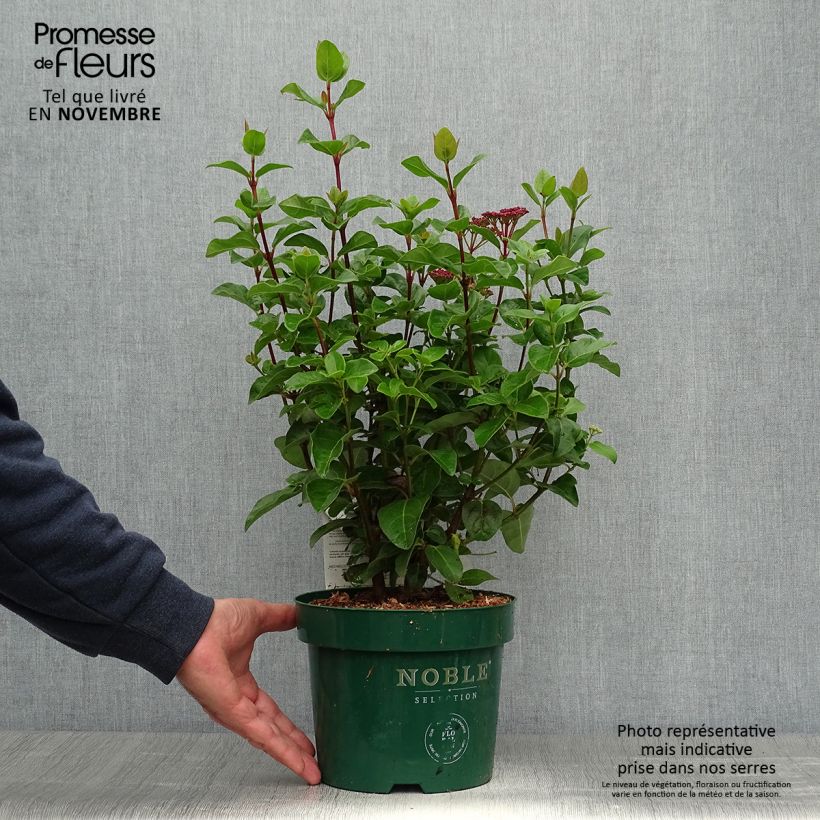 Esemplare di Viburnum tinus Lisarose Vaso da 3L/4L come consegnato in autunno