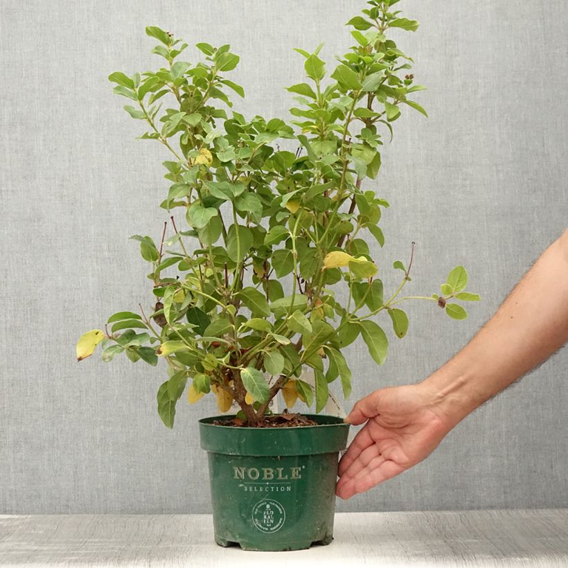 Esemplare di Viburnum tinus Lisarose Vaso da 3L/4L consegnato in estate