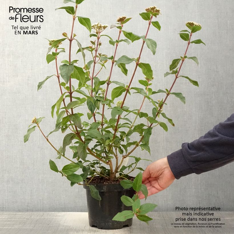 Viburnum tinus Purpureum Vaso da 2L/3L esemplare consegnato in primavera
