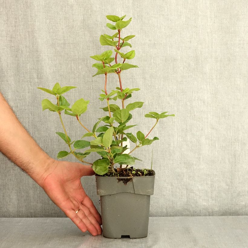 Esemplare di Viburnum tinus Rock'n Rolla Vaso da 2L/3L consegnato in estate