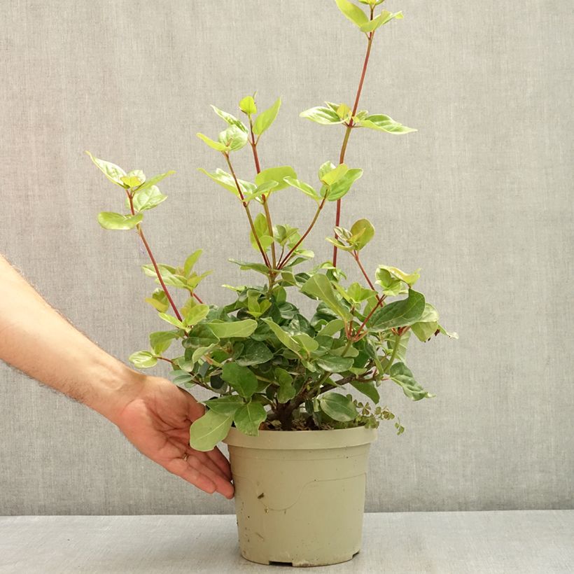 Esemplare di Viburnum tinus Rock'n Rolla Vaso da 3L/4L consegnato in estate