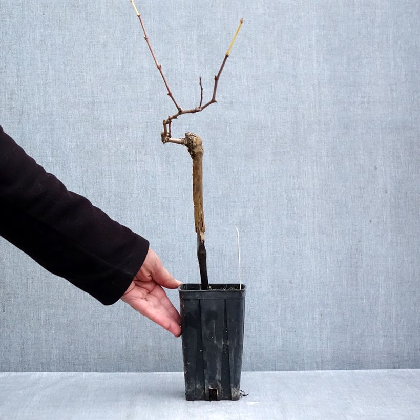 Esemplare di Vite Albarossa Vaso da 1,5L/2L come consegnato in autunno