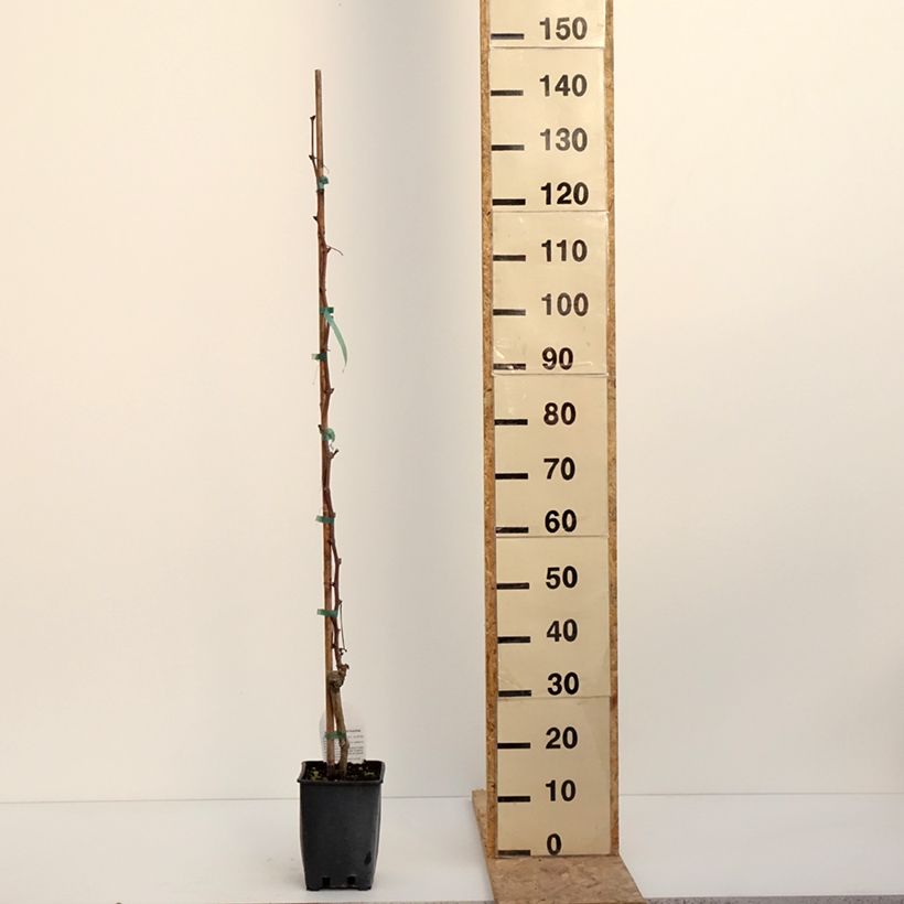 Vite da tavola Alphonse Lavallée ZPd4 Vaso da 3L/4L esemplare consegnato in inverno