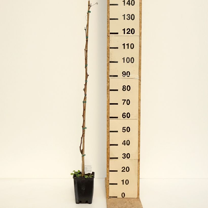 Vite da tavola Alphonse Lavallée ZPd4 Vaso da 3L/4L esemplare consegnato in primavera