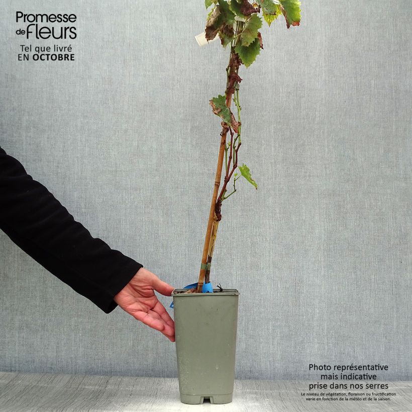 Esemplare di Vite Ampelia Amandin Vaso da 2L/3L come consegnato in autunno