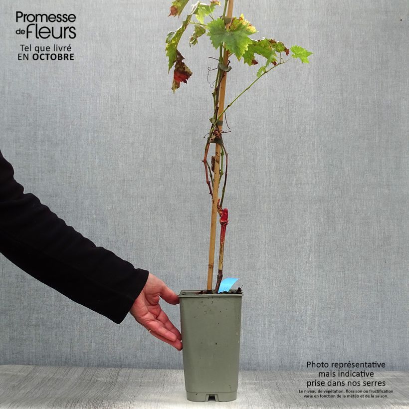 Esemplare di Vite Ampelia Candin Vaso da 1,5L/2L come consegnato in autunno