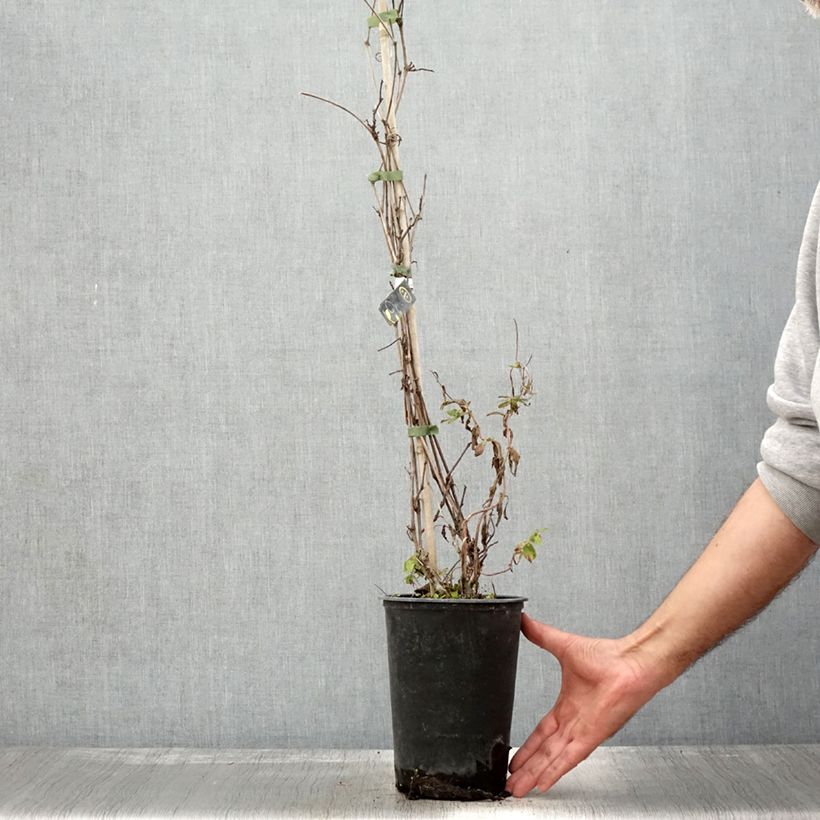 Esemplare di Vitis amurensis Amurensis - Vite dell'Amur Vaso da 3L/4L come consegnato in autunno