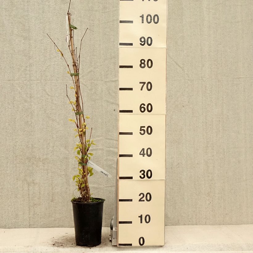 Vitis amurensis Amurensis - Vite dell'Amur Vaso da 3L/4L esemplare consegnato in primavera