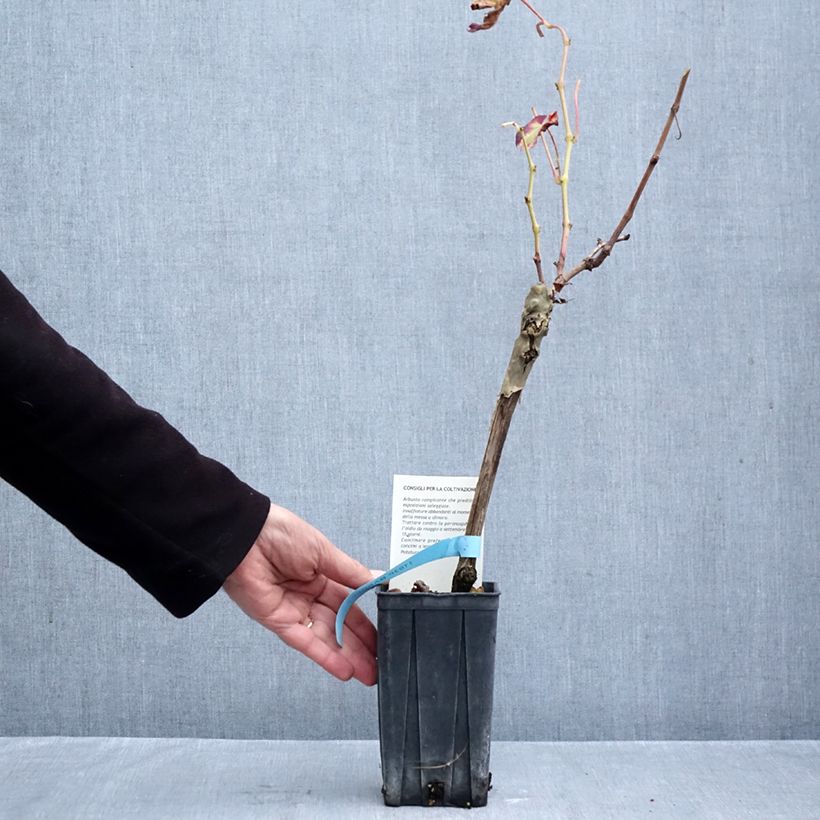 Esemplare di Vite Barbera Vaso da 1,5L/2L come consegnato in autunno