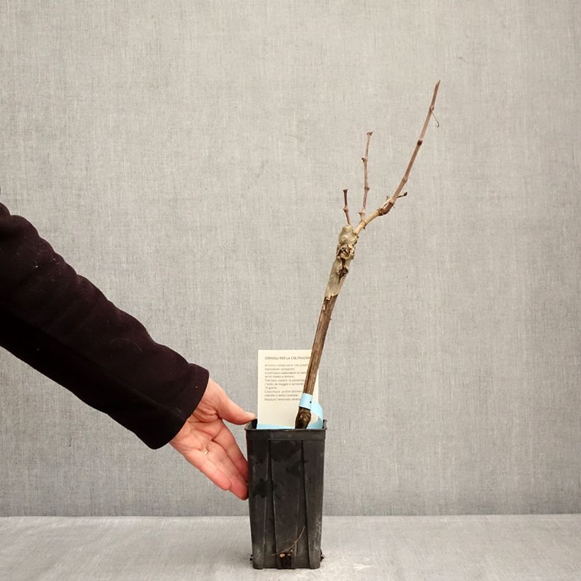 Vite Barbera Vaso da 1,5L/2L esemplare consegnato in inverno