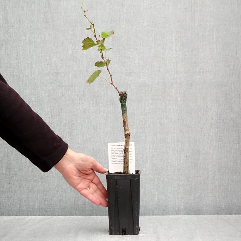 Esemplare di Vite Bonarda Vaso da 1,5L/2L come consegnato in autunno