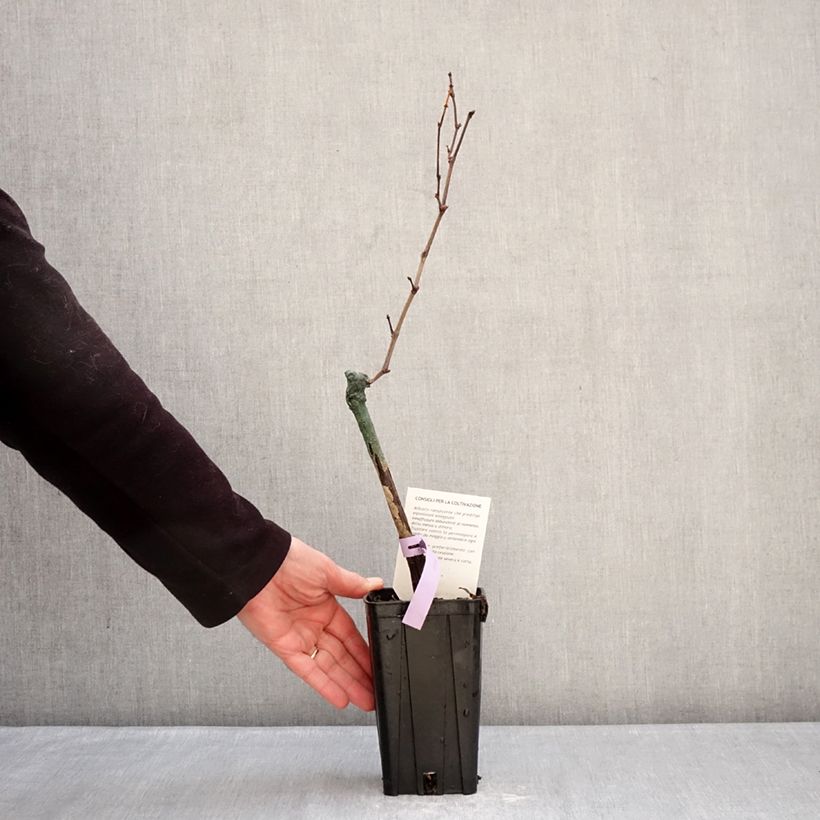 Vite Bonarda Vaso da 1,5L/2L esemplare consegnato in inverno