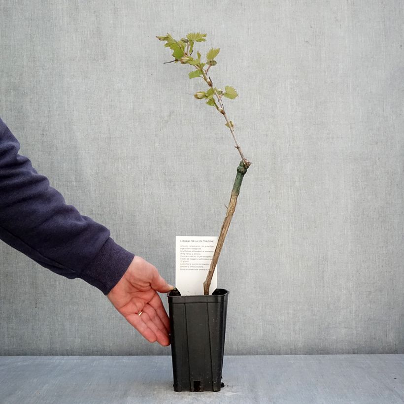Vite Bonarda Vaso da 1,5L/2L esemplare consegnato in primavera