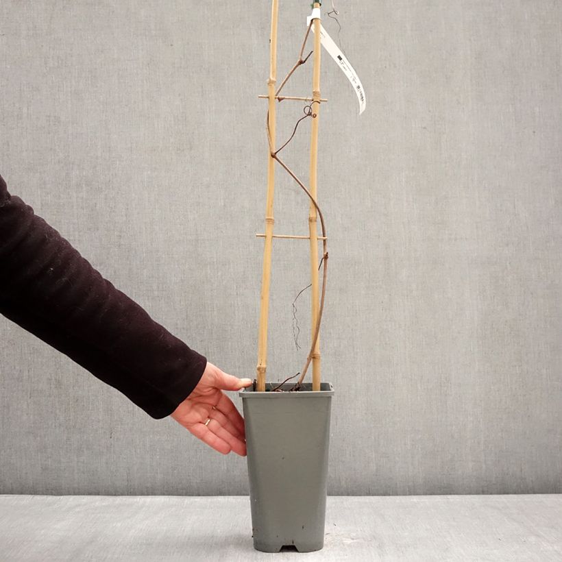 Vite Brant Vaso da 2L/3L esemplare consegnato in inverno