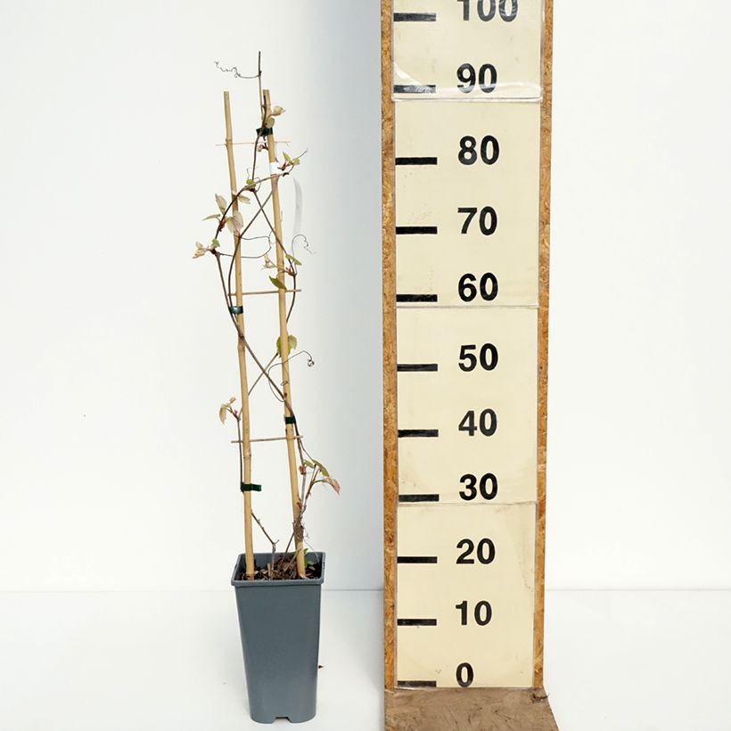 Vite Brant Vaso da 2L/3L esemplare consegnato in primavera