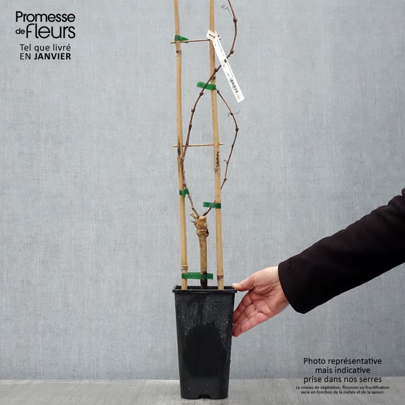 Vite da tavola Cardinal Vaso da 1,5L/2L esemplare consegnato in inverno