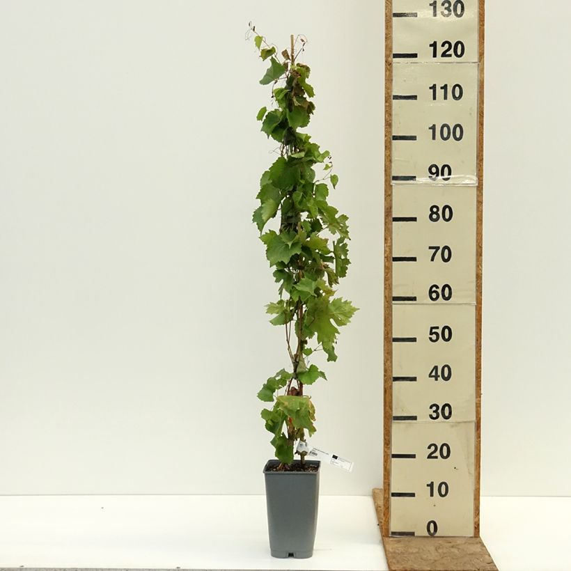 Esemplare di Vite da tavola Centennial seedless Vaso da 2L/3L come consegnato in autunno
