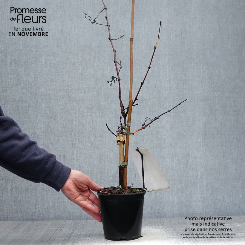 Esemplare di Vite da tavola Chasselas doré Vaso da 2L/3L come consegnato in autunno