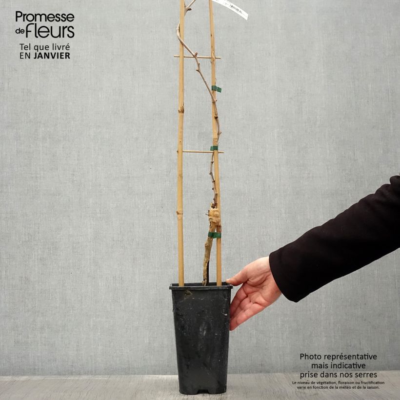 Vite da tavola Chasselas doré Vaso da 2L/3L esemplare consegnato in inverno