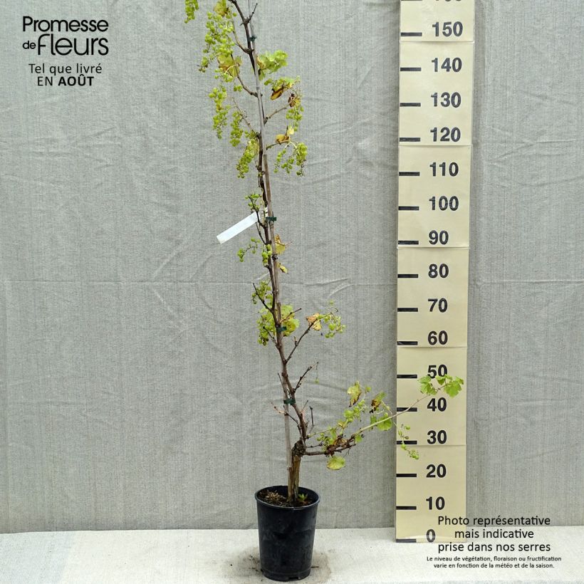 Esemplare di Vite Chasselas De Fontainebleau Vaso da 2L/3L consegnato in estate
