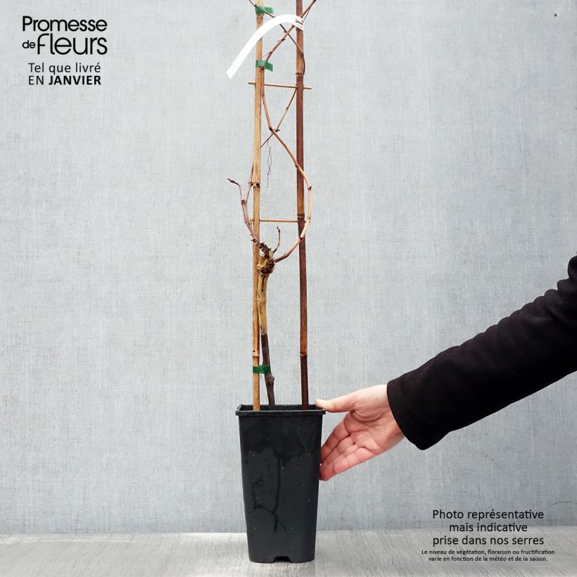 Vite Chasselas rose Vaso da 2L/3L esemplare consegnato in inverno