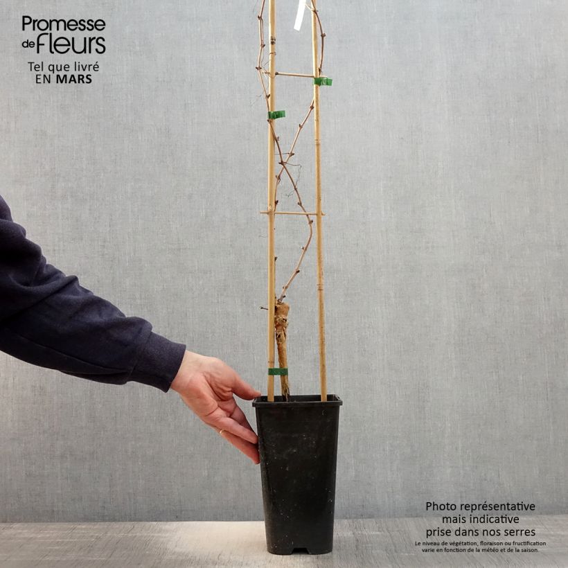 Vite Chasselas rose Vaso da 2L/3L esemplare consegnato in primavera