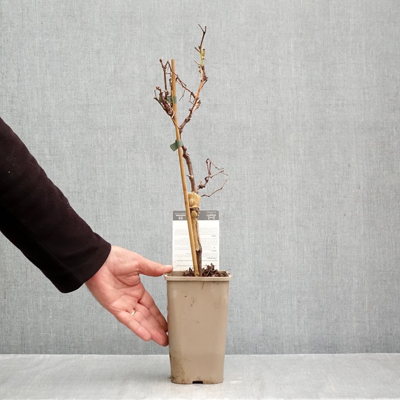 Esemplare di Vite Chasselas Cioutat Vaso da 1,5L/2L come consegnato in autunno