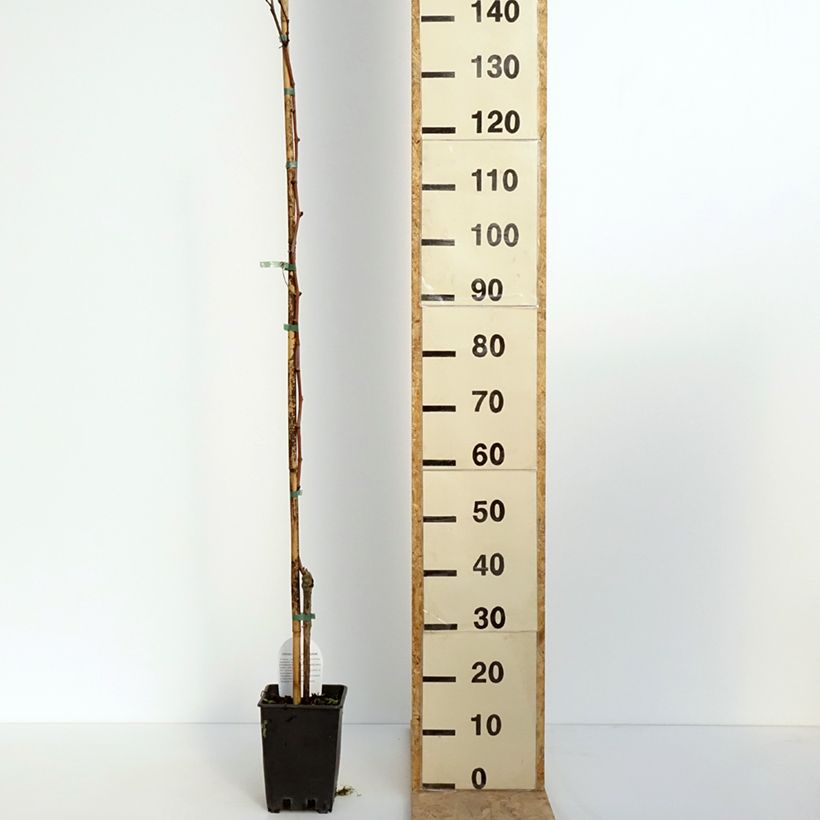 Vite Citrina Vaso da 1,5L/2L esemplare consegnato in primavera