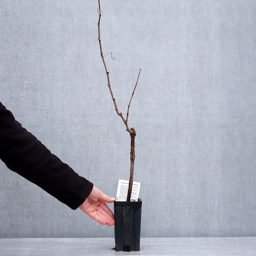 Vite Cortese Vaso da 1,5L/2L esemplare consegnato in inverno