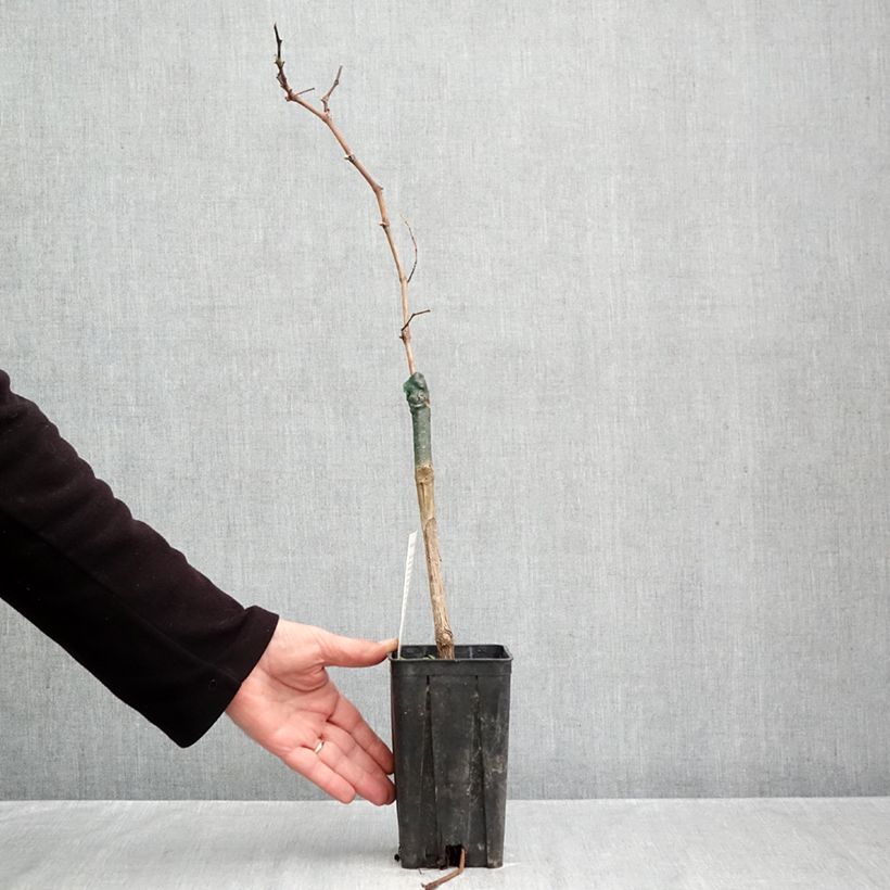 Esemplare di Vite Croatina Vaso da 1,5L/2L come consegnato in autunno