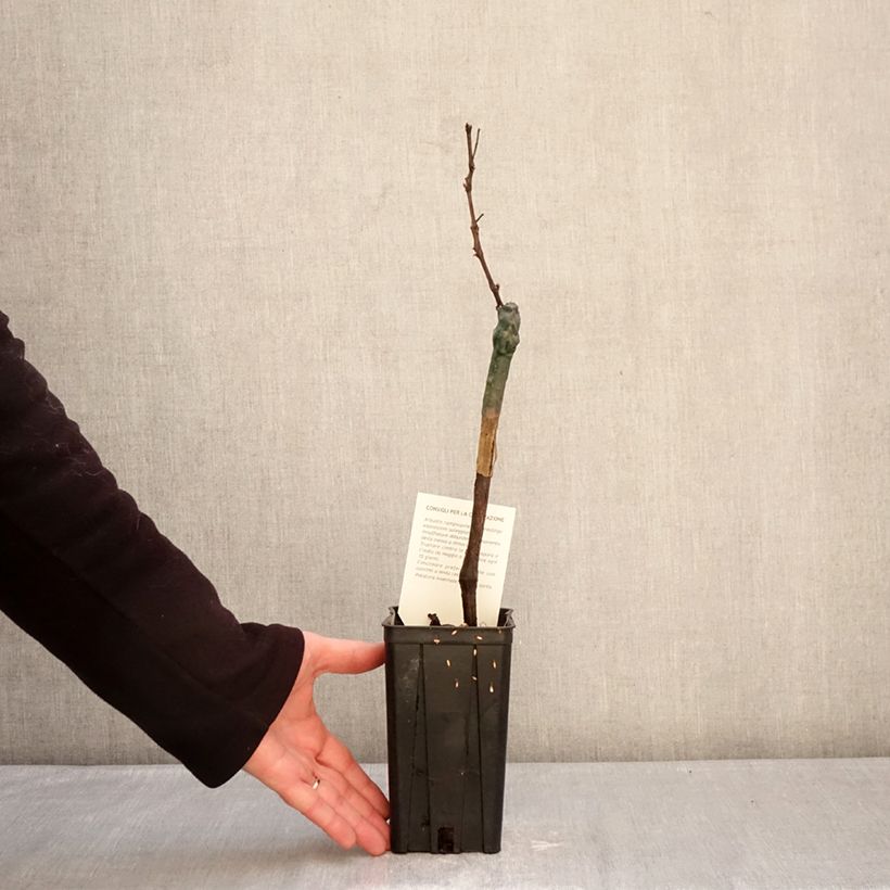 Vite Croatina Vaso da 1,5L/2L esemplare consegnato in inverno