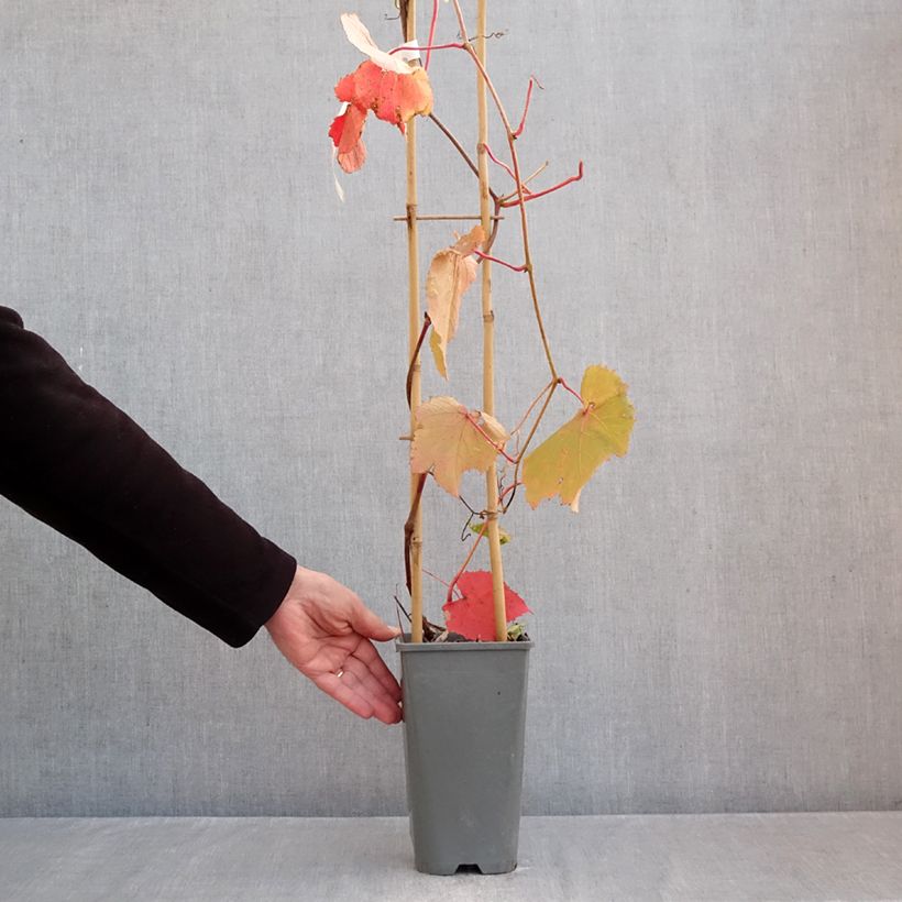 Esemplare di Vitis coignetiae Sunning Dale - Vite ornementale Vaso da 3L/4L come consegnato in autunno