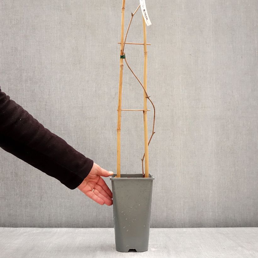 Vitis coignetiae Sunning Dale - Vite ornementale Vaso da 3L/4L esemplare consegnato in inverno