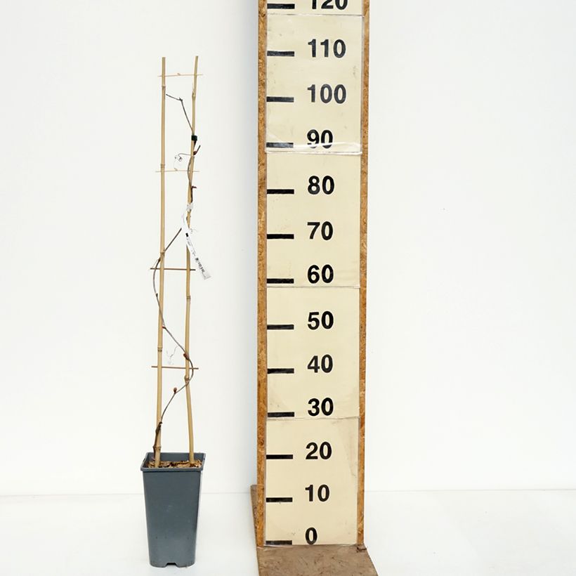 Vitis coignetiae Sunning Dale - Vite ornementale Vaso da 3L/4L esemplare consegnato in primavera