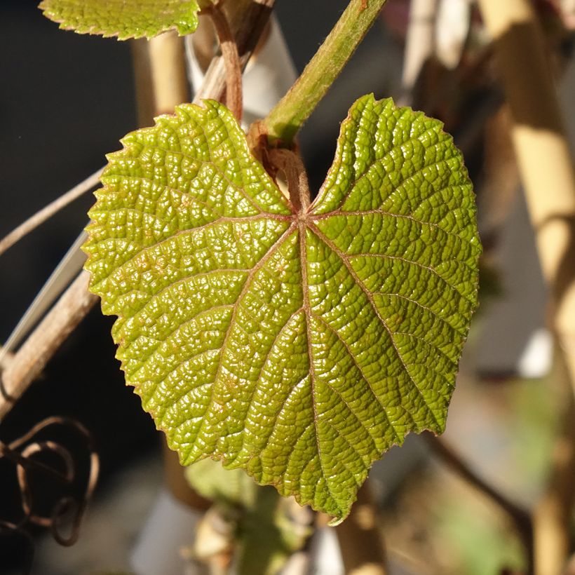 Vitis coignetiae Sunning Dale - Vite ornementale (Fogliame)