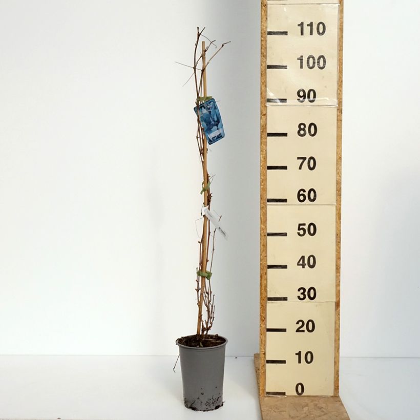 Vitis riparia Vaso da 3L/4L esemplare consegnato in primavera