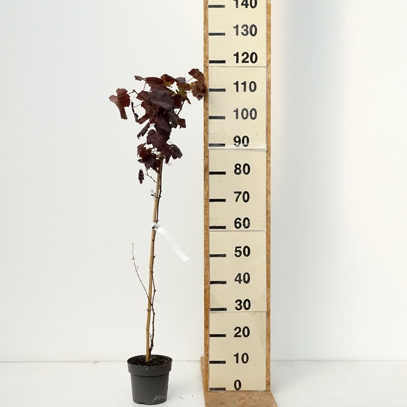 Esemplare di Vite Purpurea Vaso da 2L/3L come consegnato in autunno