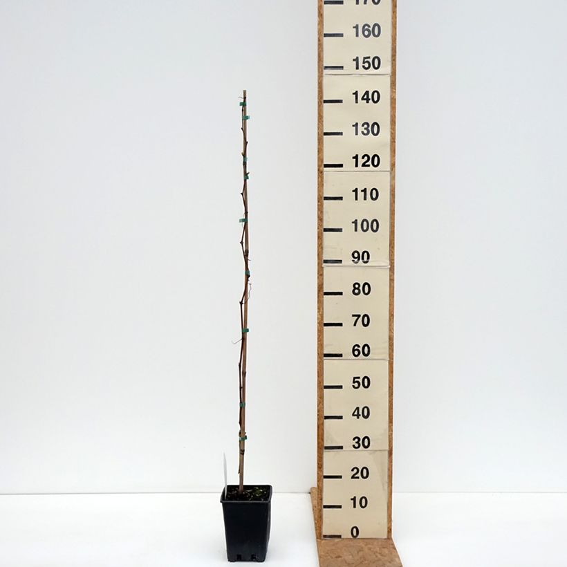 Esemplare di Vitis Agata - Vite Vaso da 1,5L/2L come consegnato in autunno