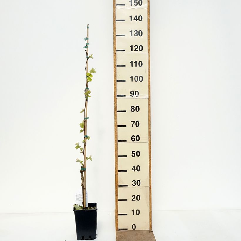Vitis Agata - Vite Vaso da 1,5L/2L esemplare consegnato in primavera