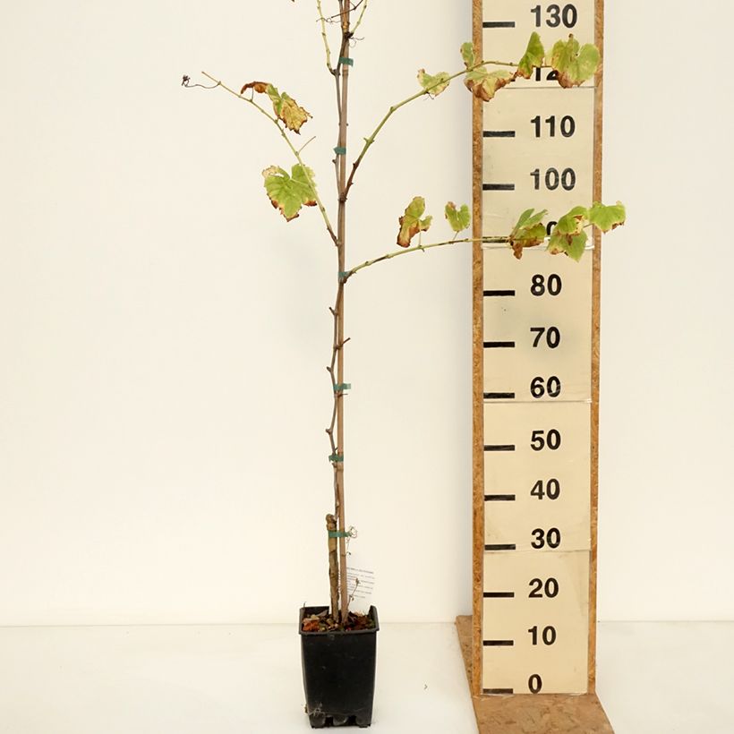 Esemplare di Vitis Ambra - Vite Vaso da 1,5L/2L come consegnato in autunno