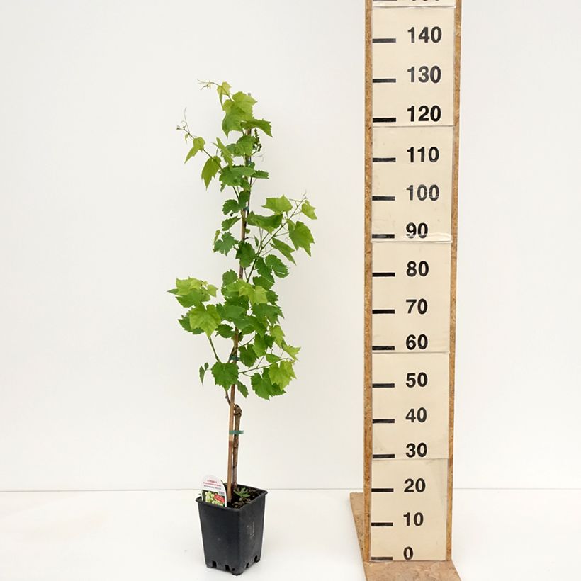 Vitis Ambra - Vite Vaso da 1,5L/2L esemplare consegnato in primavera