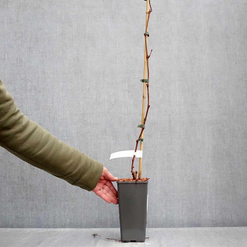 Vite Attika Vaso da 2L/3L esemplare consegnato in inverno