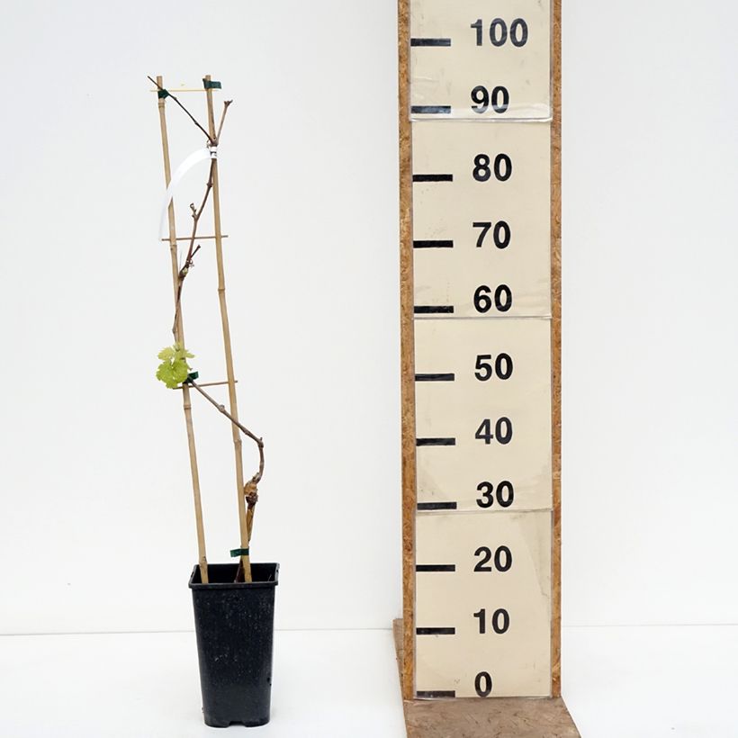 Vite Attika Vaso da 2L/3L esemplare consegnato in primavera