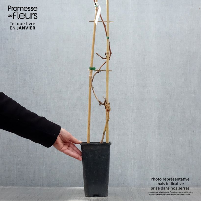 Vite da tavola Autumn Royal Vaso da 2L/3L esemplare consegnato in inverno