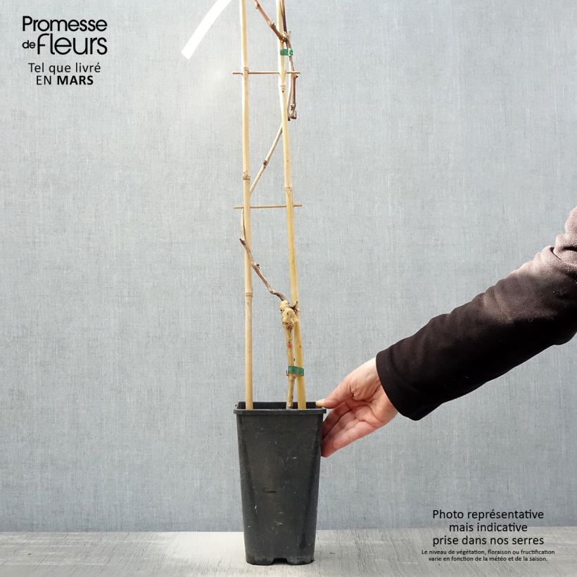 Vite da tavola Autumn Royal Vaso da 1,5L/2L esemplare consegnato in primavera