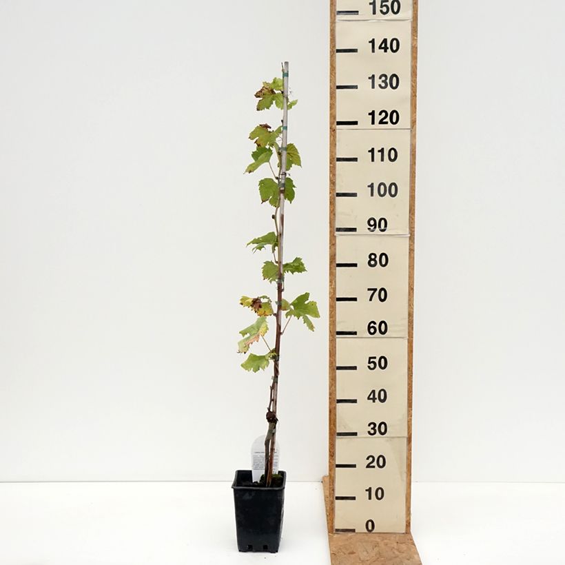 Esemplare di Vite da tavola Corniola Vaso da 1,5L/2L come consegnato in autunno