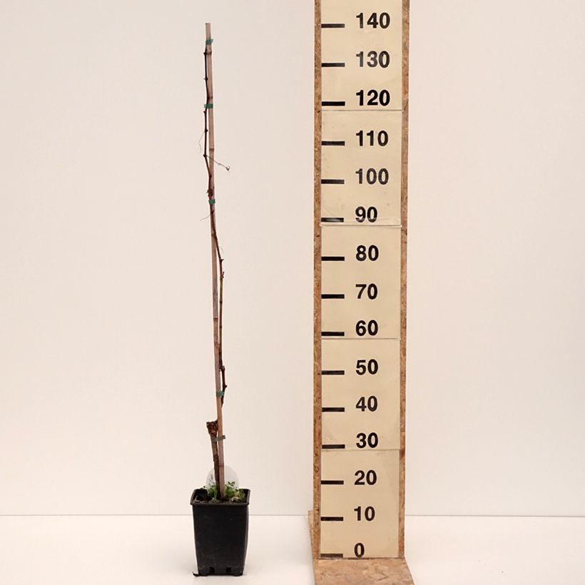 Vite da tavola Corniola Vaso da 1,5L/2L esemplare consegnato in inverno