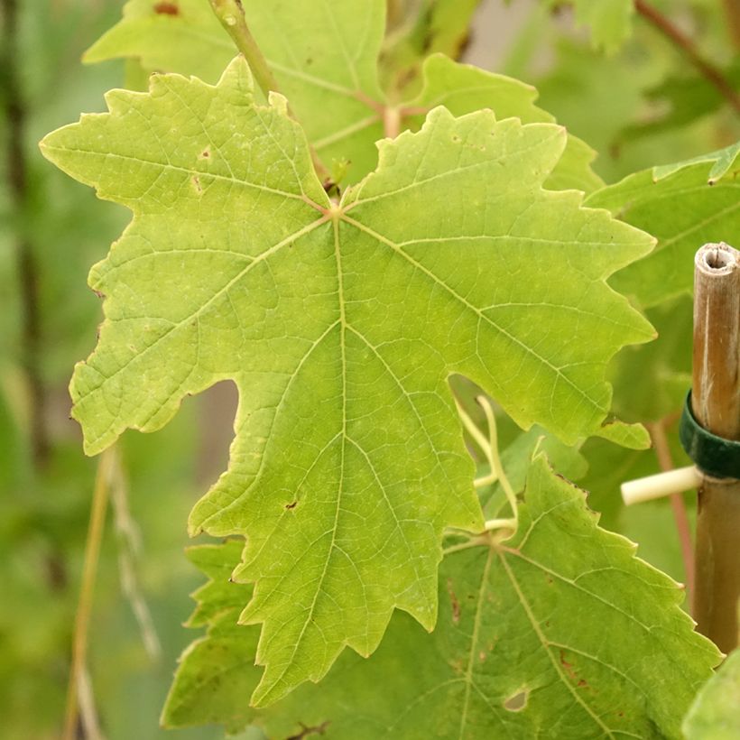 Vite da tavola Crimson Seedless (Fogliame)