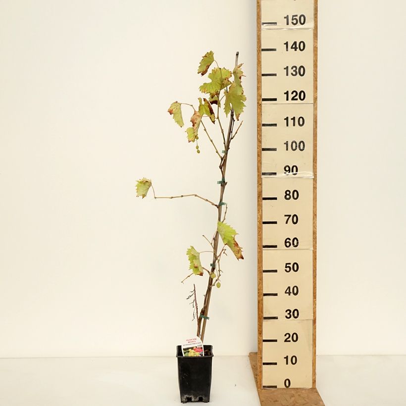 Esemplare di Vite da tavola Francese Bianca, Blanche de France Vaso da 3L/4L come consegnato in autunno