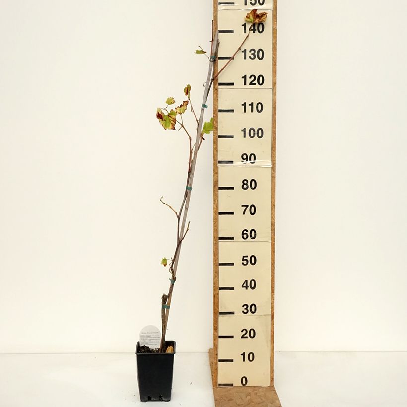 Esemplare di Vite da tavola Francese Nera, Noire de France Vaso da 1,5L/2L come consegnato in autunno